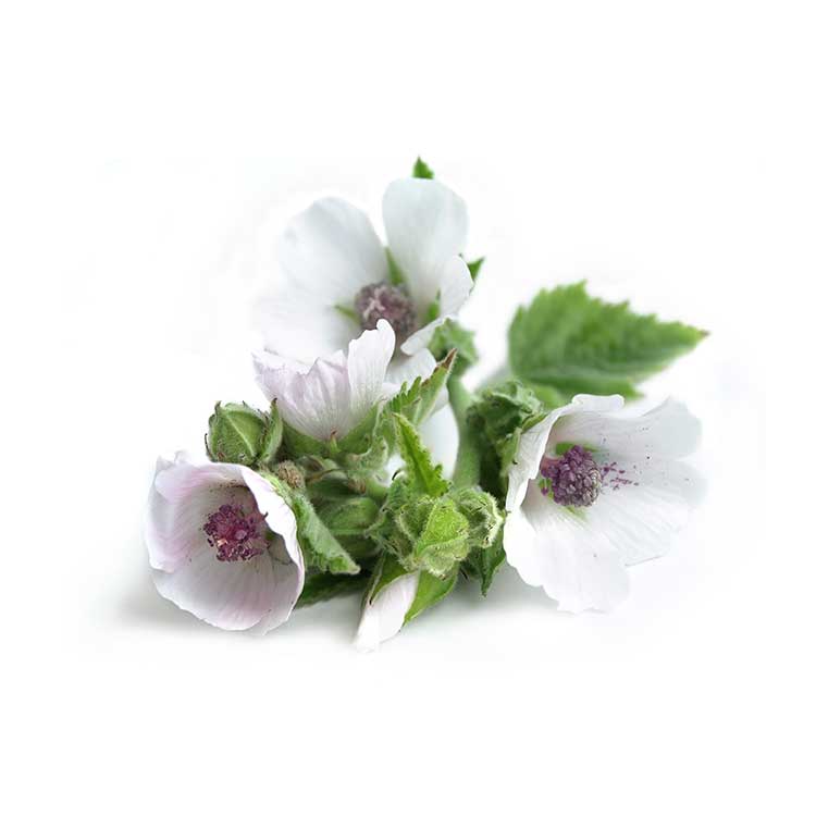 marshmallow malice amanda flower marshmallow malice amanda flower